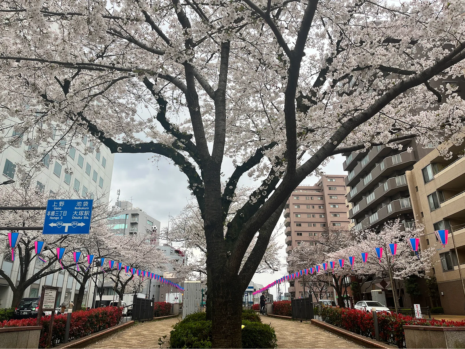 播磨坂さくら並木